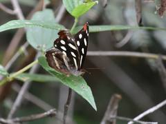 Catonephele mexicana