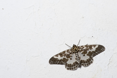 Pogonopygia nigralbata