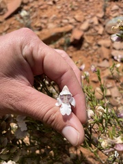 Prostanthera striatiflora