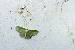 Protuliocnemis castalaria