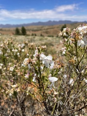 Prostanthera striatiflora