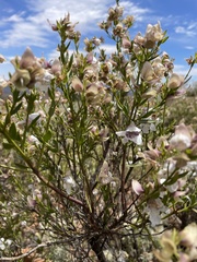 Prostanthera striatiflora