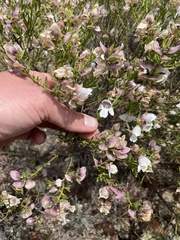 Prostanthera striatiflora