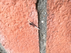 Camponotus lateralis