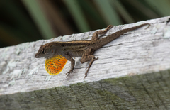 Anolis sagrei
