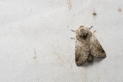 Disparia wilemani