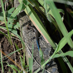 Plestiodon finitimus