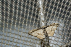Hyposidra infixaria