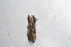 Hexafrenum leucodera