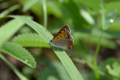 Lycaena phlaeas daimio