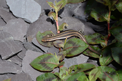 Plestiodon finitimus