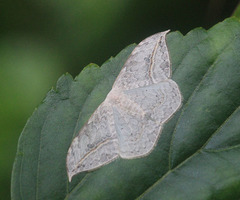 Drepana pallida