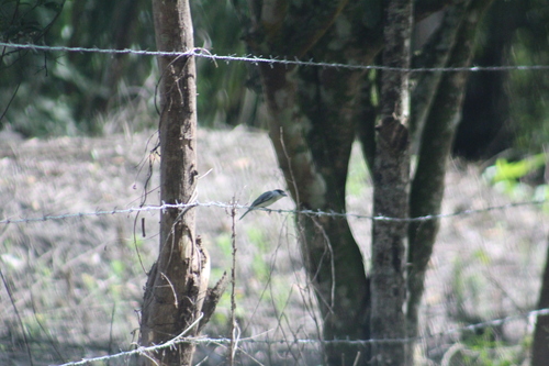 Graubekarde (Pachyramphus rufus)