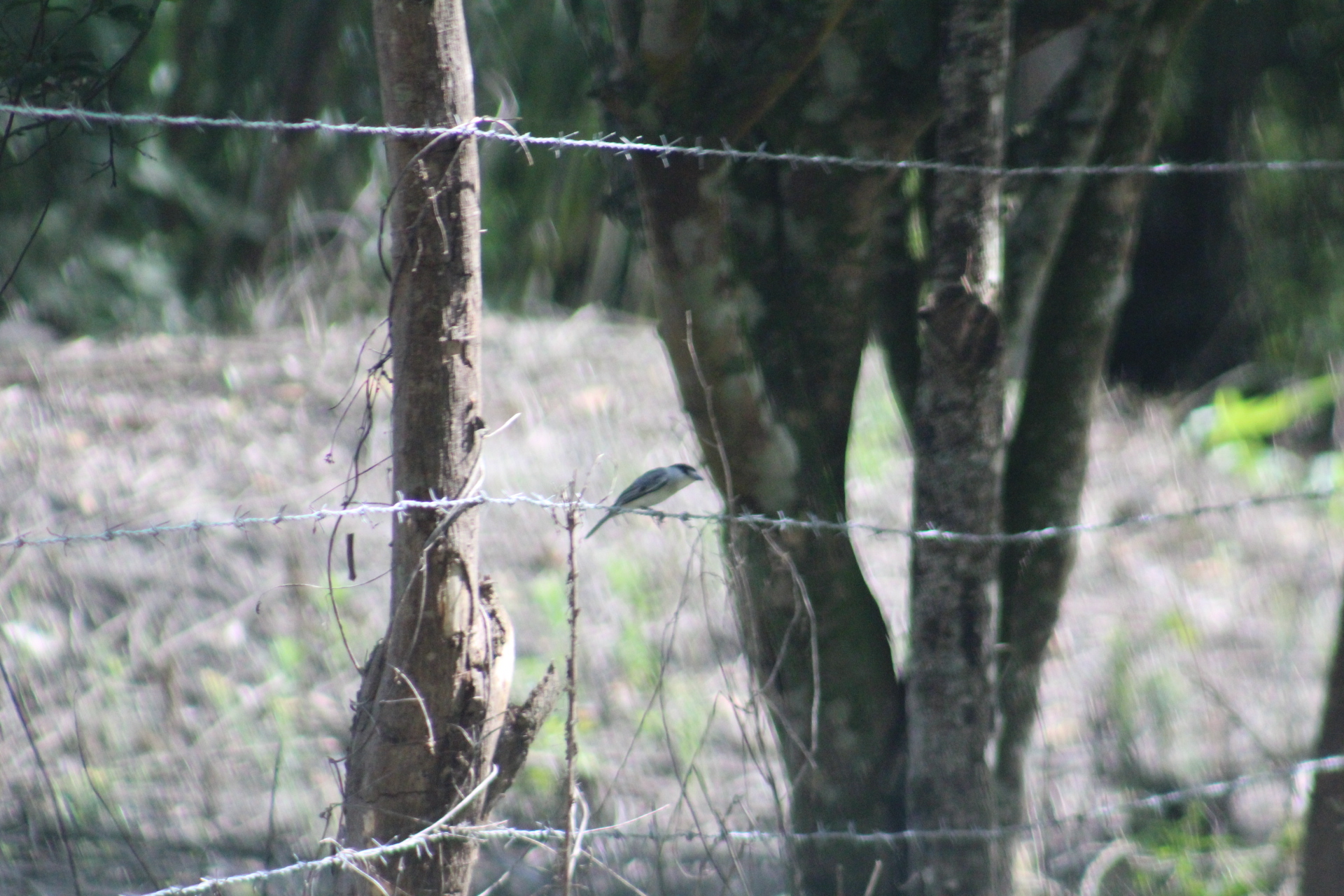 Cinereous Becard (Pachyramphus rufus)