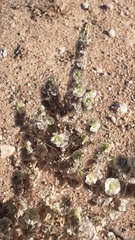 Halogeton