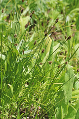Carex occidentalis