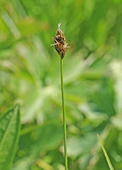 Carex occidentalis