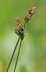 Carex occidentalis