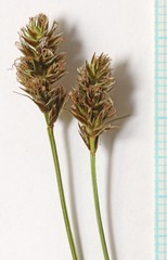 Carex occidentalis