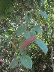 Davilla