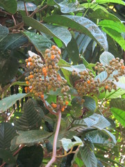 Davilla