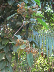 Davilla