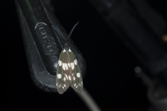 Eterusia aedea formosana