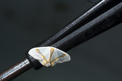 Macrocilix mysticata