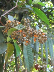 Davilla