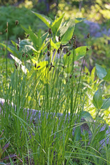 Carex occidentalis
