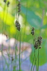 Carex occidentalis