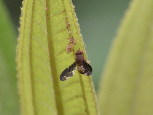 (Chaetocoelia distinctissima)