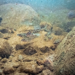 Percopsis omiscomaycus