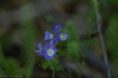 Phacelia patuliflora