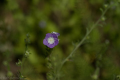Phacelia patuliflora
