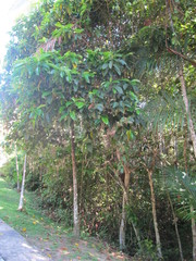 Davilla
