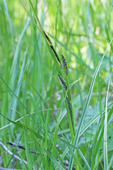 Carex parryana