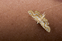 Cymoriza