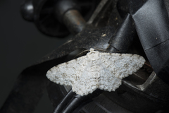 Lassaba parvalbidaria