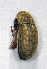 Trigonorhinus limbatus