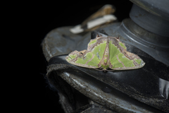 Agathia magnificentia