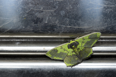 Agathia diversiformis