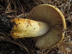 Russula ballouii