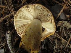 Russula ballouii