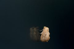 Flavinarosa obscura
