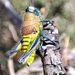 Perixerus squamipennis - Photo (c) Frida De La Teja,  זכויות יוצרים חלקיות (CC BY-NC), הועלה על ידי Frida De La Teja