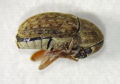 Trigonorhinus limbatus