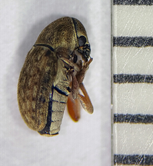 Trigonorhinus limbatus