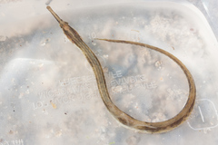 Syngnathus fuscus