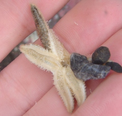 Allostichaster polyplax